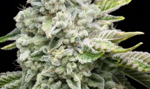 Exploring the Jealousy Family of Cannabis Strains: Flavor, Effects, and Popular Variations